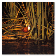 Blaustirn-Blatthühnchen